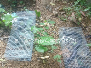 禪城文華公園捕蛇、抓蛇